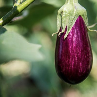 cucina-km-0-ristorante-con-orto