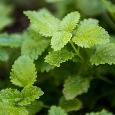 ristorante-cucina-km-0-con-orto