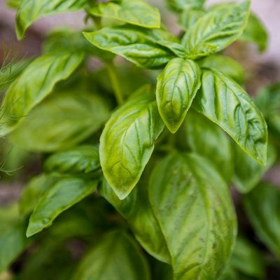 ristorante-riccione-km-0-con-orto